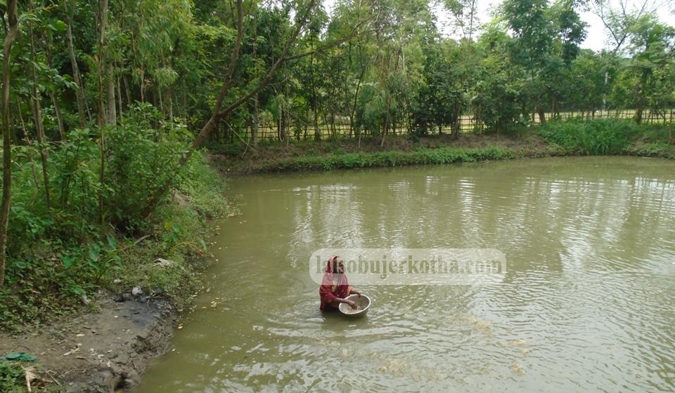  ঝিনাইদহে বসত বাড়িতে খামার বানিয়ে দারিদ্রতাকে যাদু ঘরে পাঠিয়েছে মধু বেগম