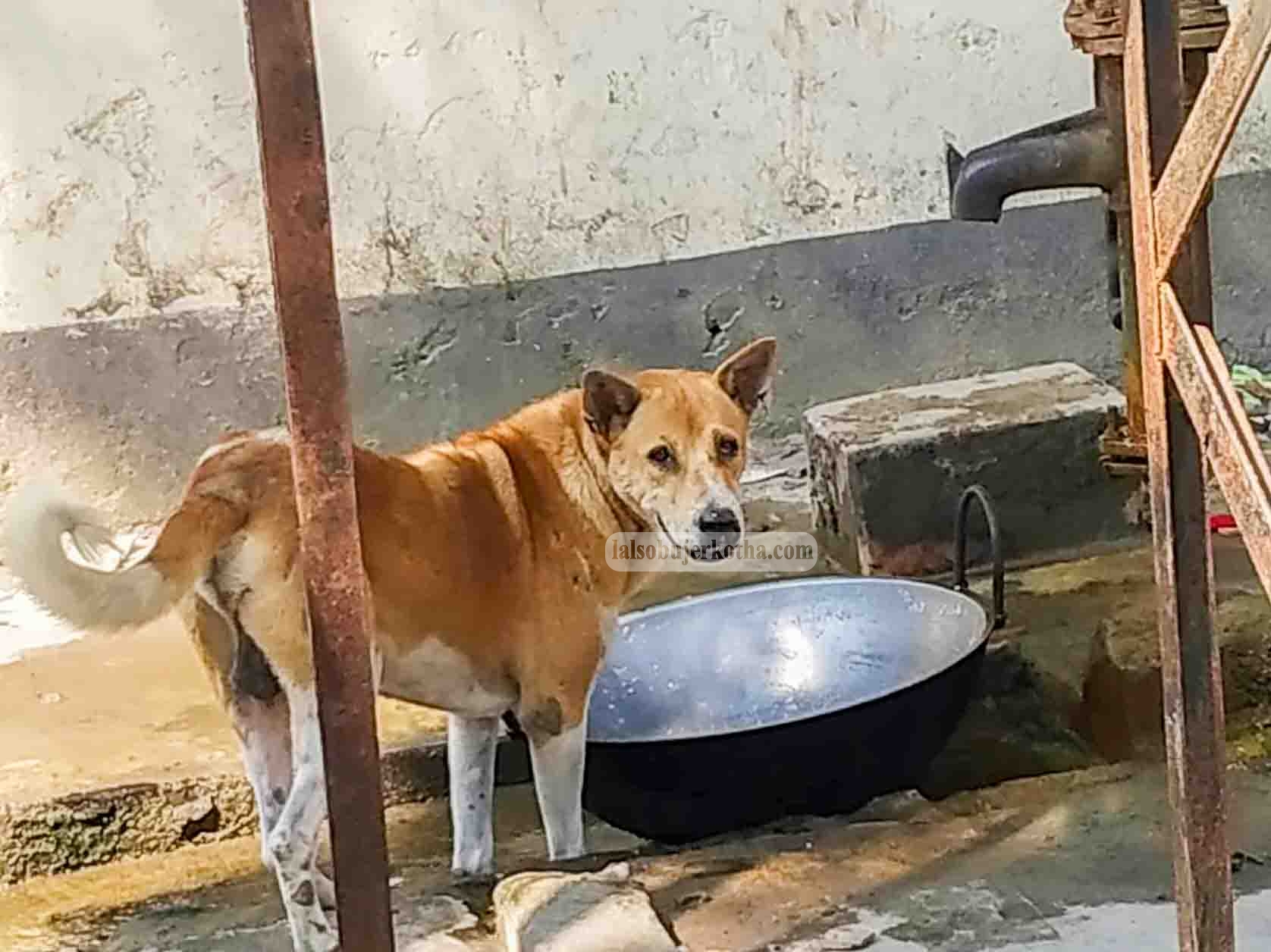 অস্বাস্থ্যকর ও নোংরা হোটেল