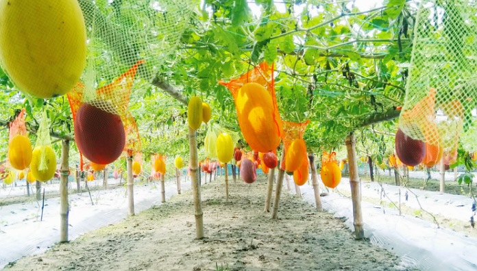 উঁচু মাচায় রঙিন এ তরমুজ দেখলে মনে যেনো প্রশান্তি চলে আসে।মন চাই উঁকু মেরে ছবি তুলতে। নগরঘা গ্রামের রঙিন জাতের তরমুজ ক্ষেত।ছবি- লাল সবুজের কথা।